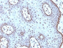 c-Myc Antibody (MYC909), Novus Biologicals 0.2mg; Unlabeled:Antibodies,
